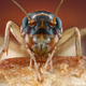 Illustration for article titled Some of the Most Gorgeous Macrophotography Weve Seen in Ages
